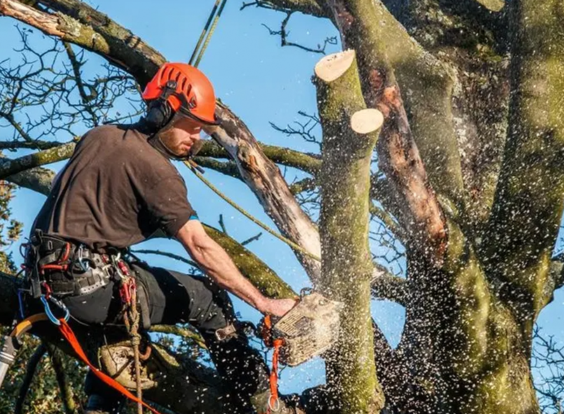 Tree trimming Lincoln County Services